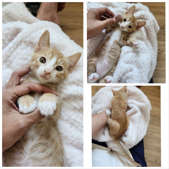 당진시동물보호소_444568202301112